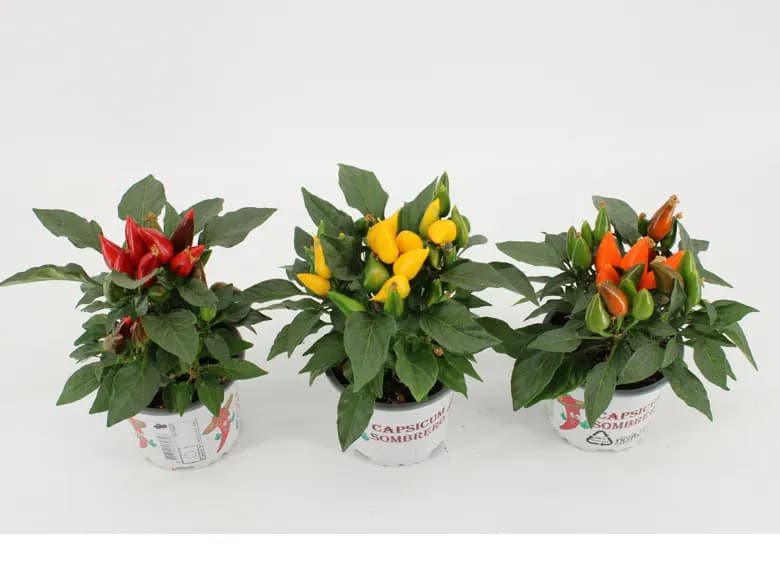 Campsicum mix — 