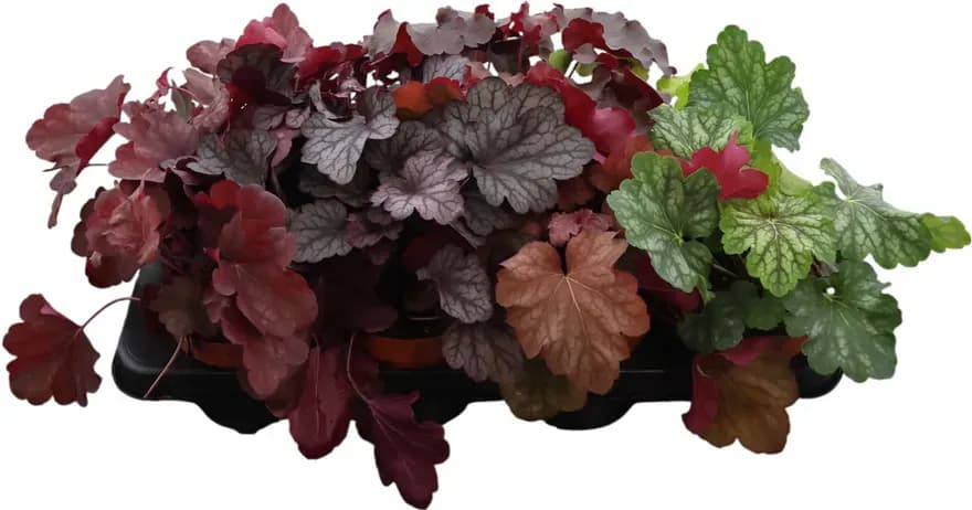 heuchera — 