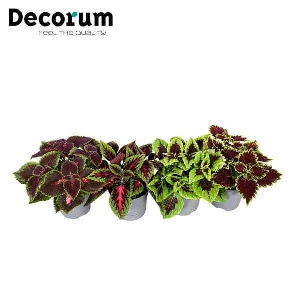 Coleus — 