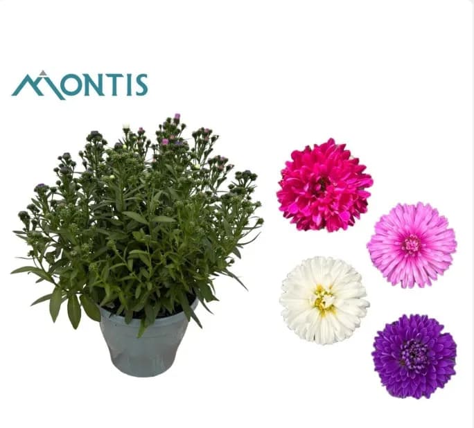 Asters — Hageplanter