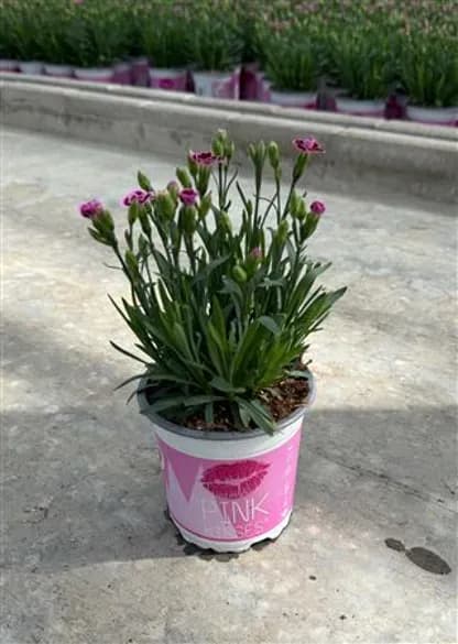 Dianthus pink kises — 