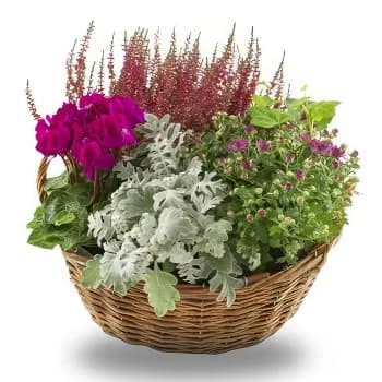 Sammenplantning — Sammenplanting
