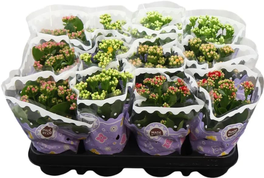 Kalanchoe — 